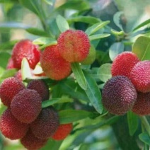 荸荠种2~2.5cm