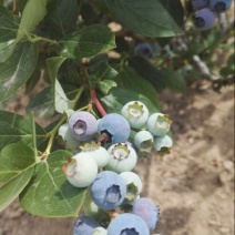 蓝丰蓝莓