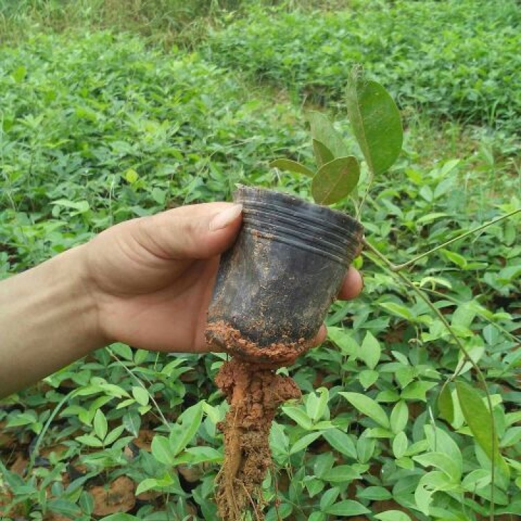 [牛大力种苗批发]牛大力苗爬藤 苗营养杯苗带土带叶包邮价格250.