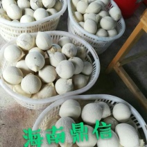 海南椰子1.5~2斤