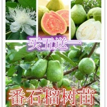 西瓜番石榴苗50~80cm两年嫁接苗种植当年结果脆甜