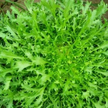 苦苣菜12~15厘米