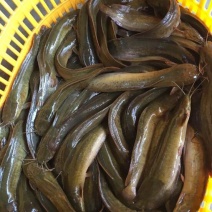 胡子鲶