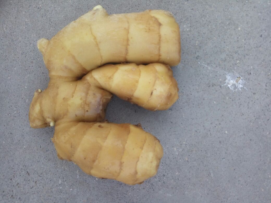 生姜横切面显微结构示意图