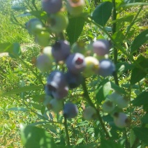 蓝丰蓝莓鲜果4~6mm以上