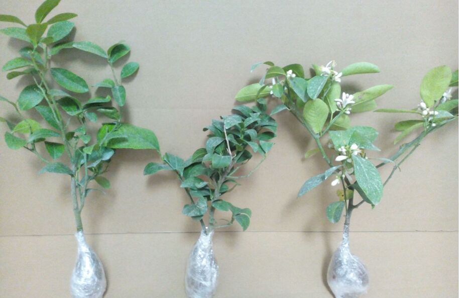 菠萝生长全过程图示