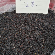 油菜籽1