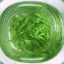 苦丁茶