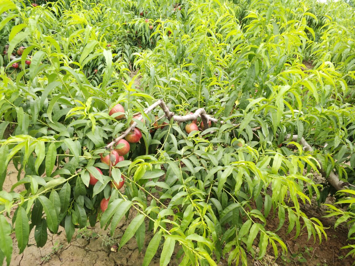 中油22油桃种植园实景