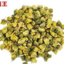 杭州白菊散装