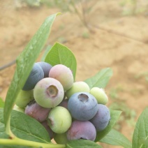 蓝丰蓝莓鲜果6~8mm以上