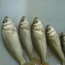 池鲤鱼食用3公斤以上