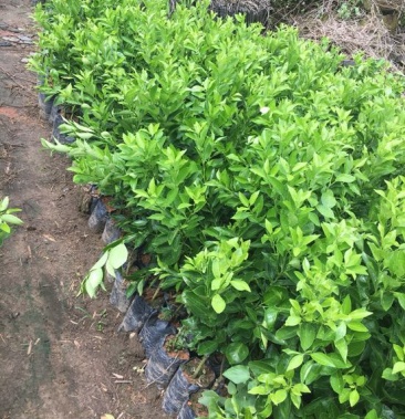 [柑桔苗批发]皇帝柑苗 30~50cm价格4.00元/棵 - 一亩田