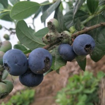 蓝丰蓝莓鲜果6~8mm以上
