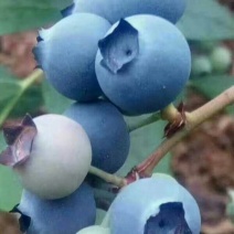 蓝莓鲜果10~12mm以上