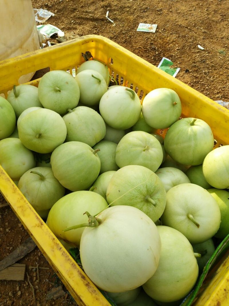 金妃香瓜0.5斤以上