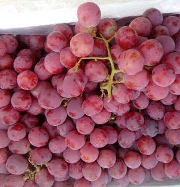 精品红提已经大量上市,颗粒大,果粉好,全红车随到随装.