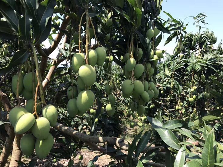 小台芒果园标准化种植实景图