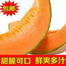 西州蜜瓜3斤以上椭圆形