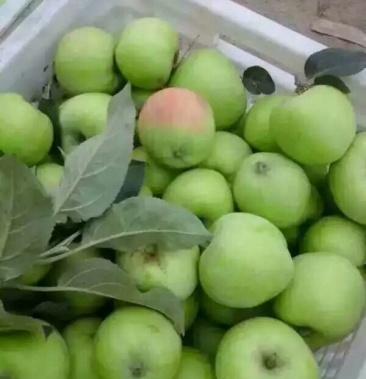 辽伏苹果60mm以上光果低价好货上市热卖一条龙服务