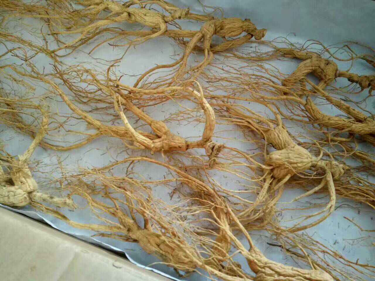 野山参芦头与横纹细节展示