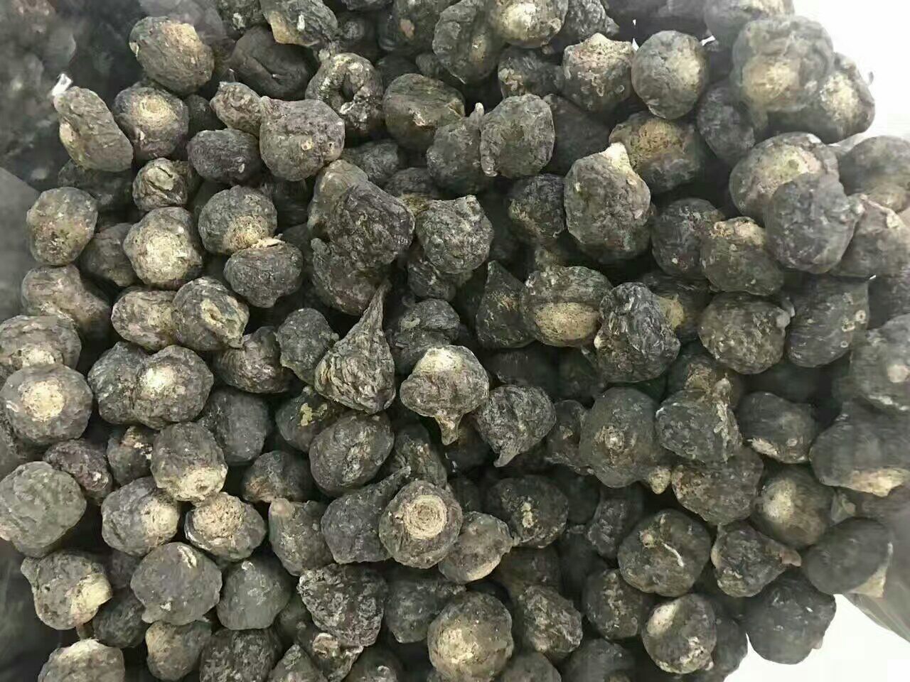 黑玛卡植株与块茎特写