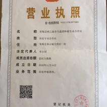 洋荷