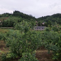 蓝丰蓝莓鲜果12~14mm以上