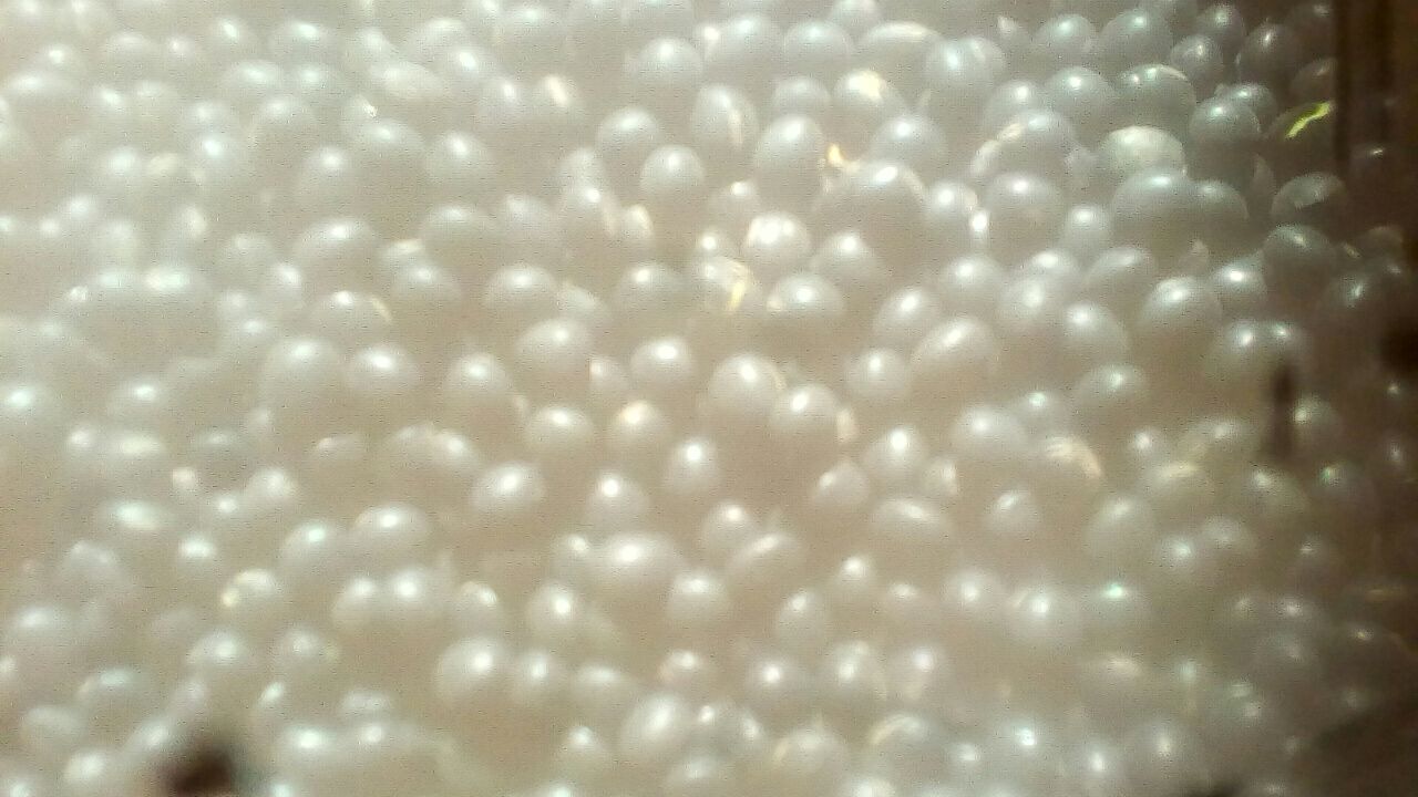 光学显微镜下放大100倍的大豆与绿豆横切面图像,左侧大豆可见明显子叶细胞与油体分布,右侧绿豆显示密集淀粉颗粒与薄壁组织结构,标尺长度为100微米 大豆与绿豆籽粒显微结构对比图