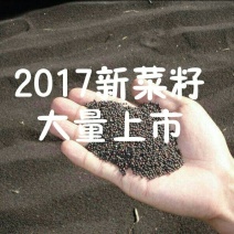 油菜籽2