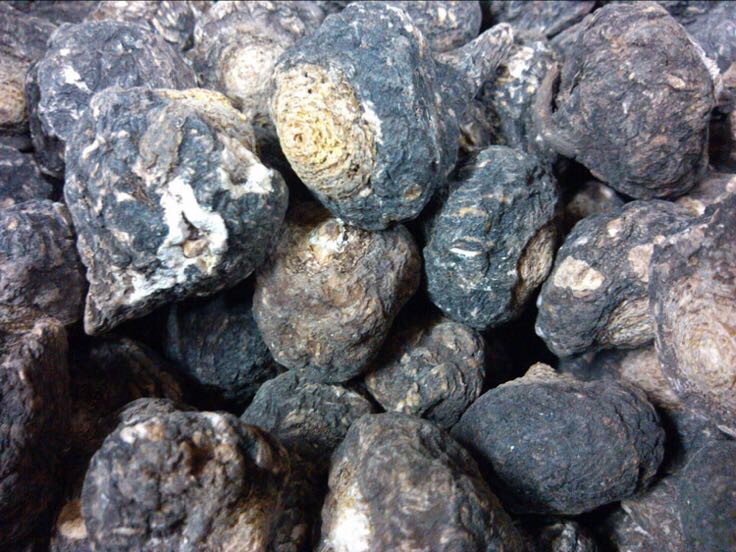 一位身着传统服饰的秘鲁安第斯山区农民蹲坐在田边,手中捧着刚挖出的黑玛卡根茎,根部粗壮呈暗紫色,表面带有泥土痕迹,背景是一片刚刚收割完毕的农田和低矮的石头围栏 秘鲁农民展示收获的黑玛卡根茎