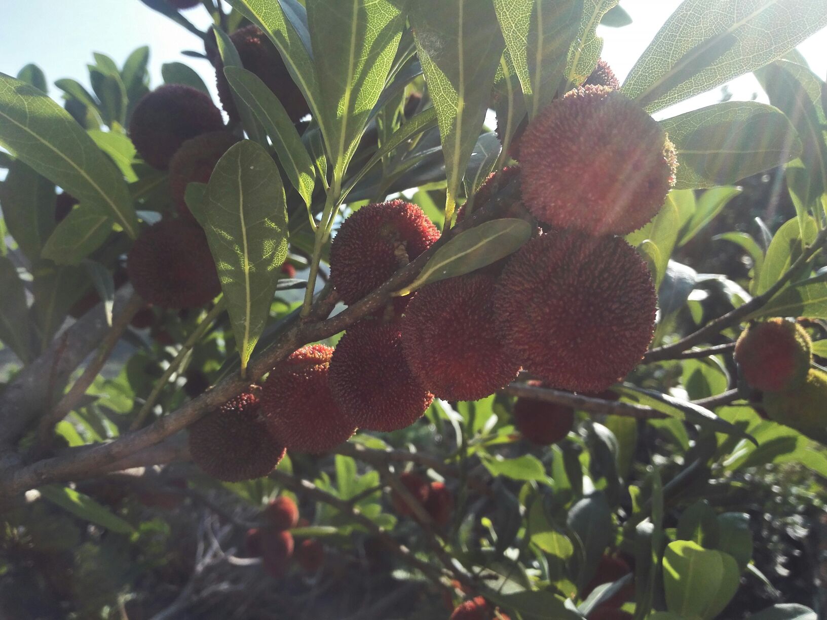 东魁杨梅花序特写与人工授粉操作场景