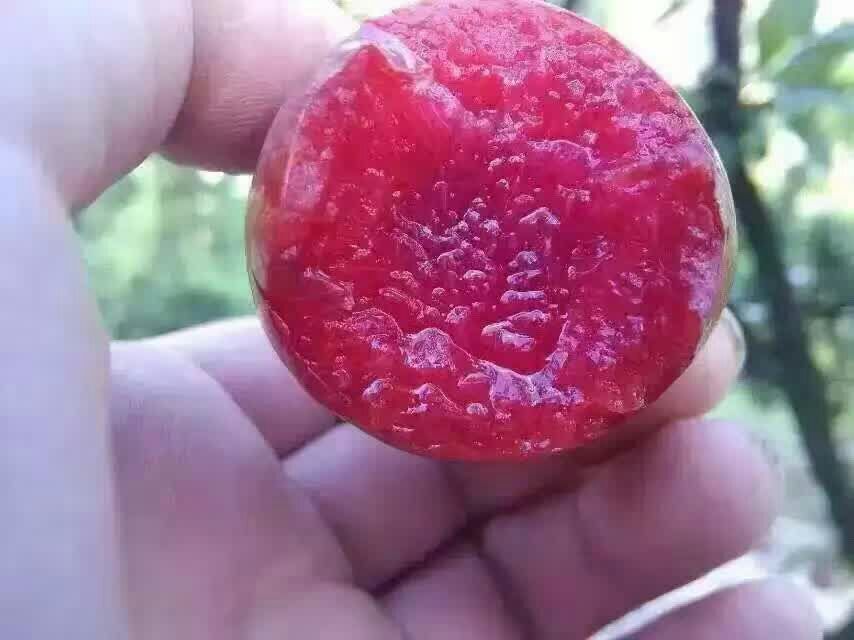 一个成熟的桃形李果实特写,表面布满细密水珠,模拟农药喷雾后的湿润状态,水珠在阳光下反光,果皮光滑呈黄绿色带红晕,展示药液均匀覆盖的重要性 桃形李果实表面农药喷雾覆盖示意图