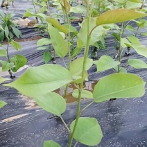 翠冠梨树苗品种质量保证，现挖现发