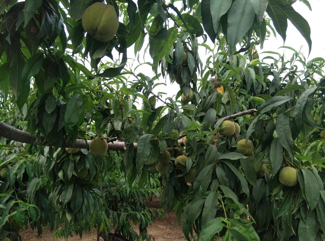 一片阳光充足的83黄桃种植园,树上挂满即将成熟的黄桃果实,果农正在检查果实生长情况,地面覆盖有机 mulch,背景为绿色山丘,体现生态种植环境 83黄桃果园实景