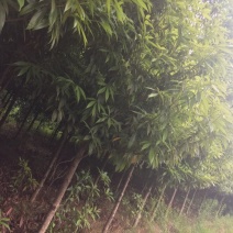 小叶桢楠