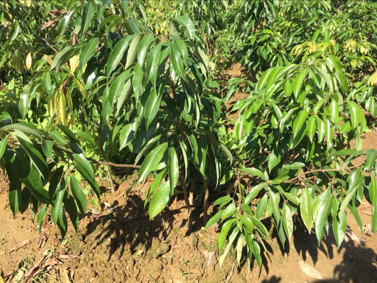 无核荔枝幼苗在育苗大棚中整齐排列，嫩绿叶片饱满，根部包裹营养土，背景可见现代化喷灌系统