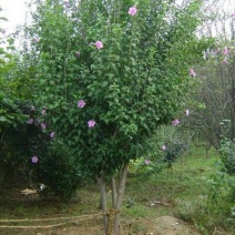 红花木槿树