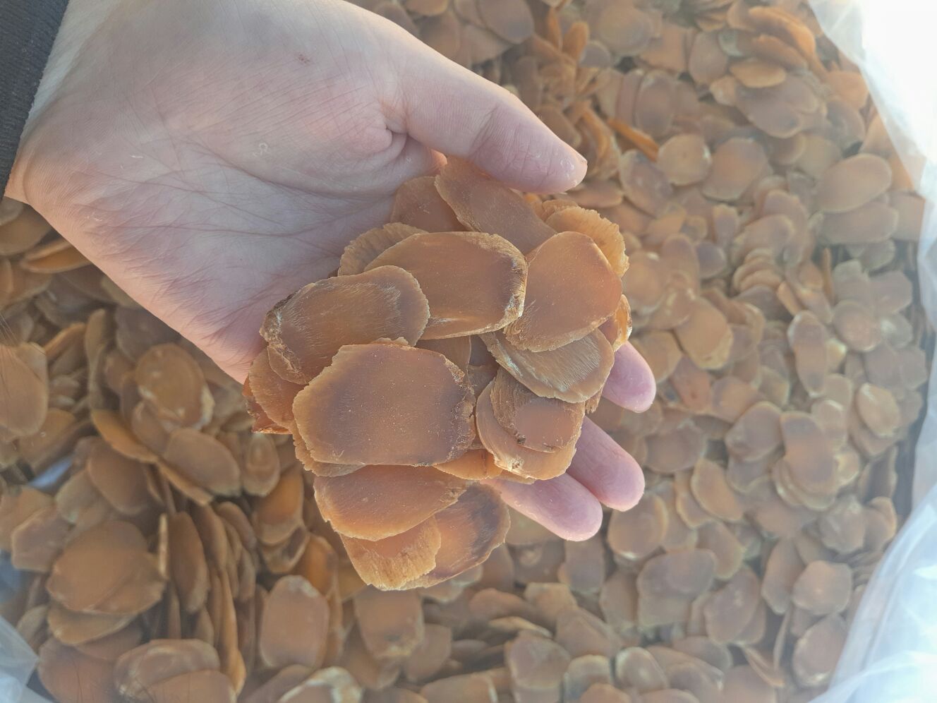 中医师指导高血压患者选用红参场景：白大褂医师手持抚松红参样品，指向展板上的‘高血压人群红参安全用量阶梯图’，图示明确标注1.5g/日为临界安全线