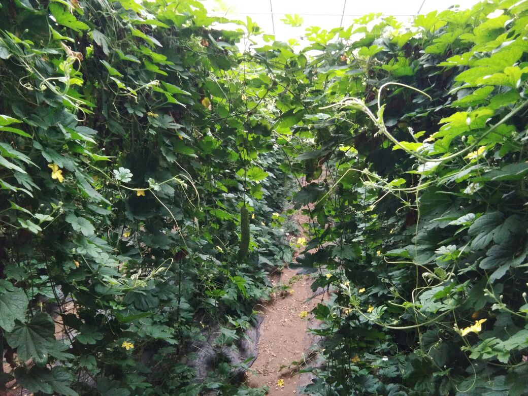 苦瓜与癞葡萄、金铃子外形对比图