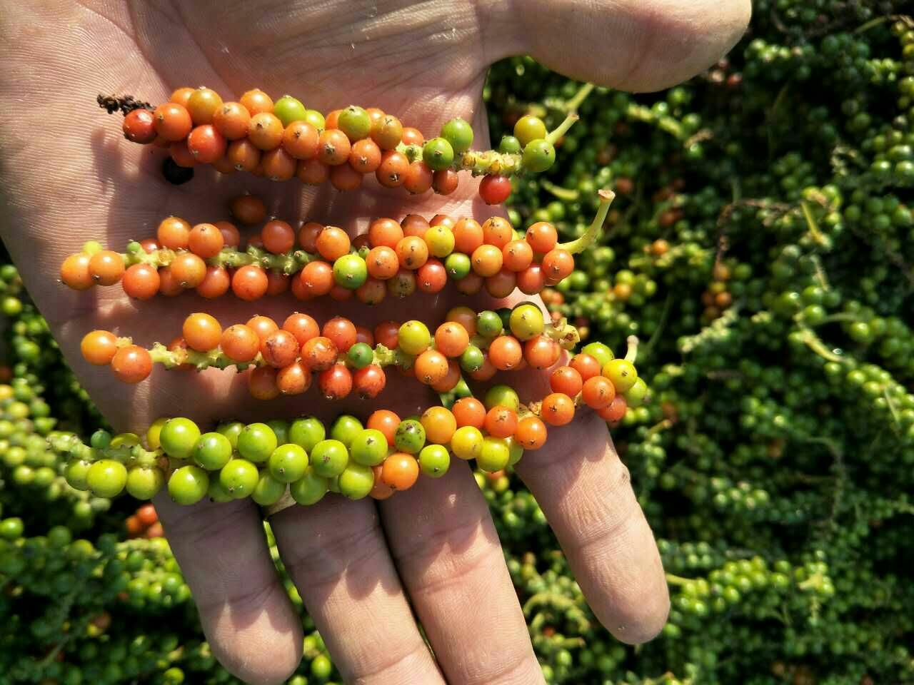 一幅展示胡椒藤生长过程的插画:左上角为开花状态,中部为绿色未成熟果实串,右下角为红色成熟果实串;中间分步骤标注‘采摘未熟果→水煮晾晒→得黑胡椒’和‘采成熟果→浸泡脱皮→得白胡椒’ 胡椒果实生长过程示意图