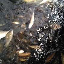 白鲫食用