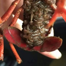 爆仔种虾养殖