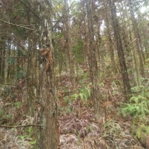 杉木原木建筑