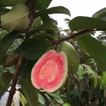 西瓜番石榴苗西瓜芭乐红心芭乐杯苗30-50CM