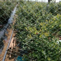 蓝丰蓝莓鲜果10~12mm以上