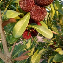 杨梅1.5~2cm