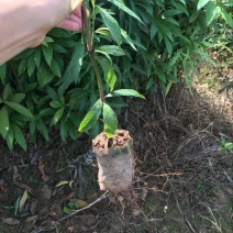 小叶桢楠