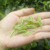 川茶一级