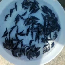大眼鳜鱼苗活鱼10~20cm